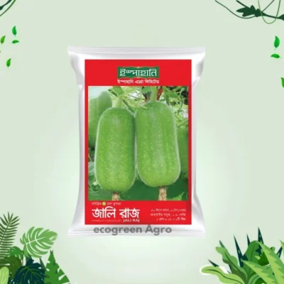 Hybrid (F1) Ash Gourd (চাল কুমড়া) Seeds- 1gm (Ispahani Seed)
