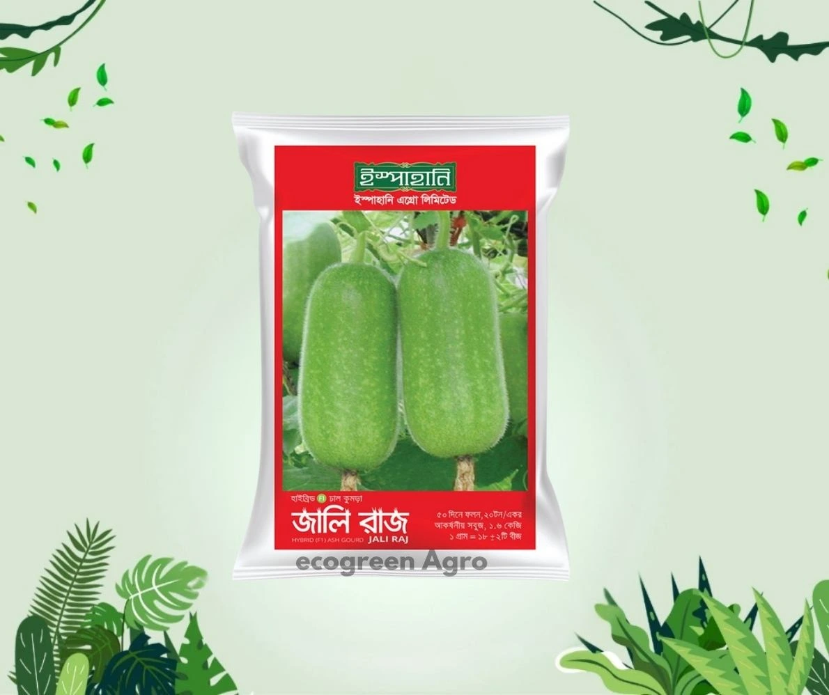 Hybrid (F1) Ash Gourd (চাল কুমড়া) Seeds- 1gm (Ispahani Seed)