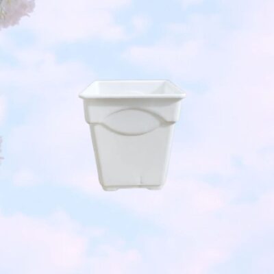 2.5 inch Thai Orchid Tub