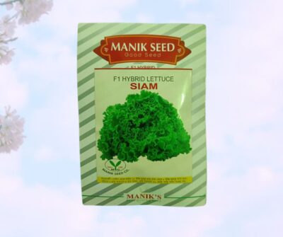 F1 HYBRID LETTUCE
