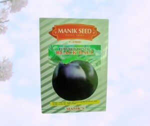 F1 Brinjal Black Ball (তাল বেগুন)