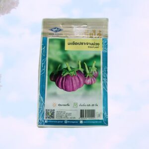 Thai purple eggplant বেগুন
