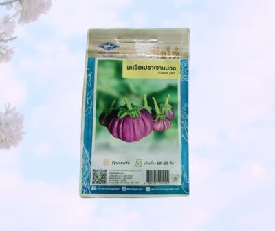 Thai purple eggplant বেগুন