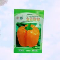 Orange colour capsicum