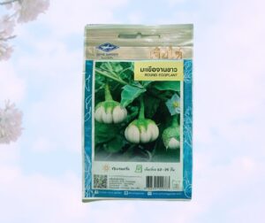 Thai round eggplant বেগুন