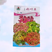 Coleus ornamental plant seed imported