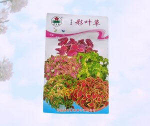 Coleus ornamental plant seed imported