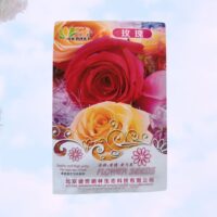 Rose Flower (গোলাপ) Seeds Imported