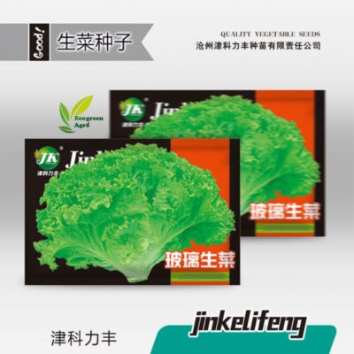 Large speed lettuce 3000 seeds লেটুস বীজ