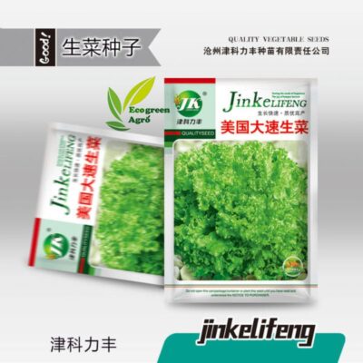 Imported Fast Growing Lettuce লেটুস বীজ