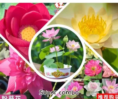 Lotus seed পদ্মফুলের বীজ কম্ব অফার