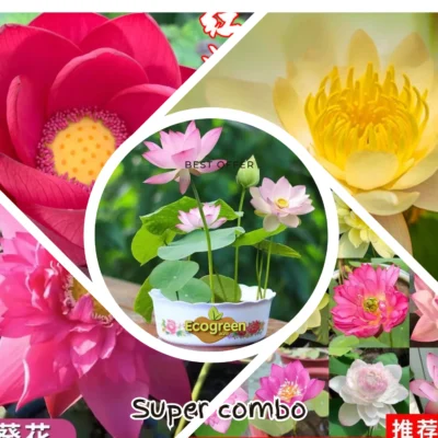 Lotus seed পদ্মফুলের বীজ কম্ব অফার