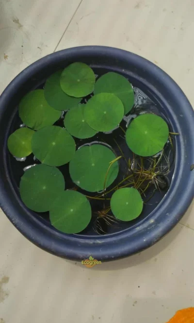 Lotus seed পদ্মফুলের বীজ কম্ব অফার - Image 2