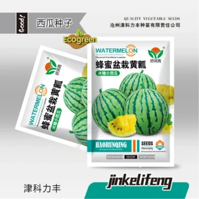 Potted Yellow Watermelons হলুদ পট তরমুজ