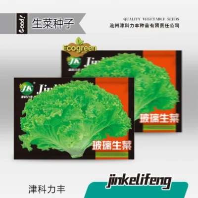 Large speed lettuce 3000 seeds লেটুস বীজ