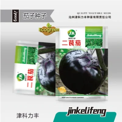 Big Round eggplant (about 400 pieces)