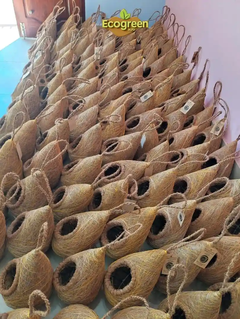 Bird Nest পাখির বাসা - Image 4