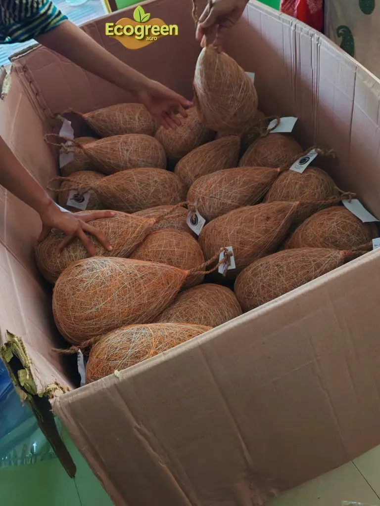 Bird Nest পাখির বাসা - Image 2