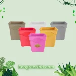 3 Inch Thai Orchid Tub - 5Pcs
