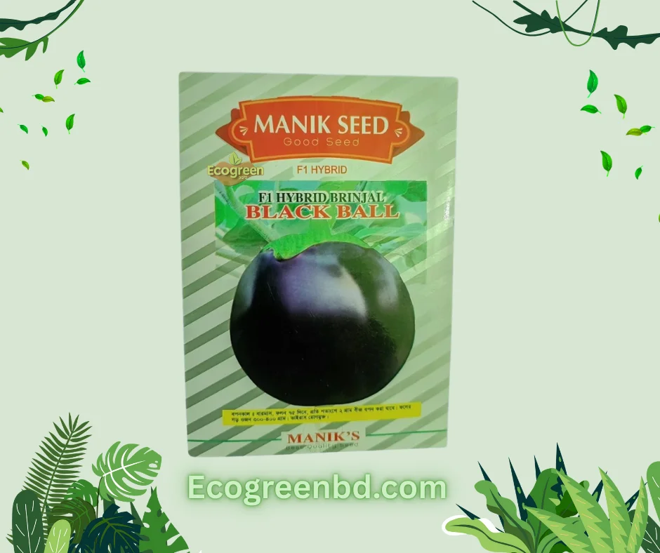 1000093821 F1 Brinjal Black Ball তাল বেগুন - Image 1